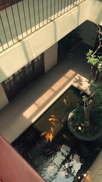 Ngôi nhà, giếng trời và hồ cá. Nguồn: X11 Architects